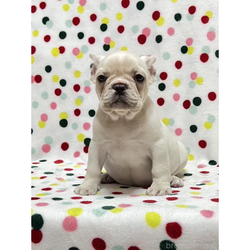 販売中の香川県のフレンチブルドッグ-448666の4枚目