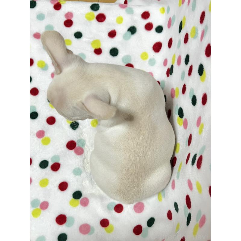 販売中の香川県のフレンチブルドッグ-448666の2枚目