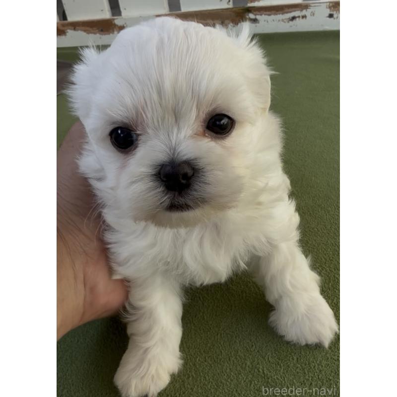 販売中の福岡県のミックス犬-448668の5枚目