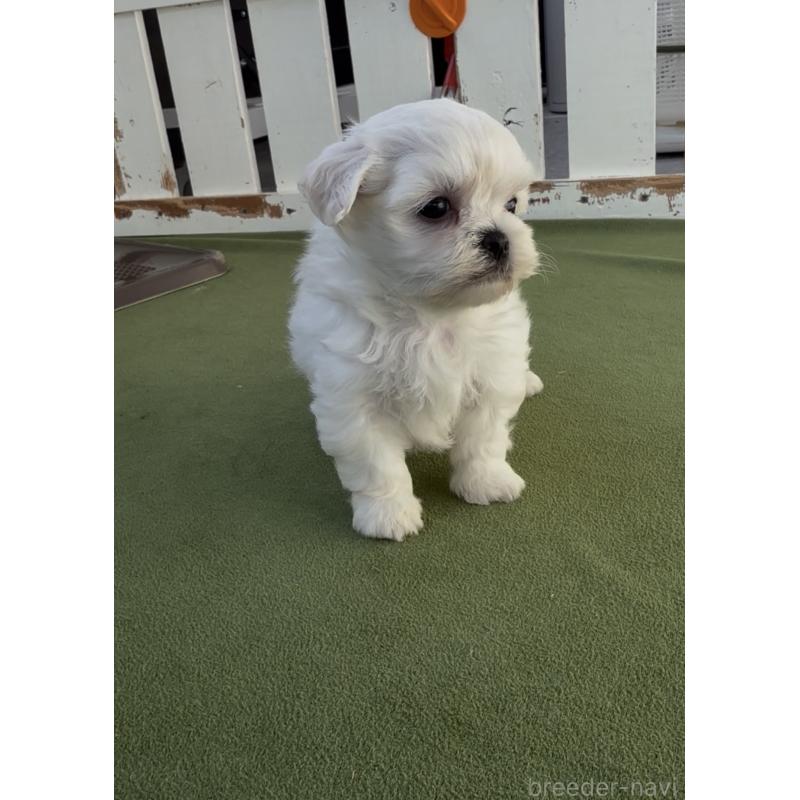 販売中の福岡県のミックス犬-448668の3枚目