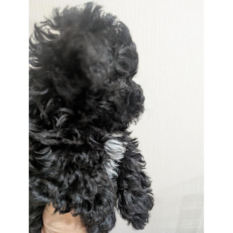 販売中の三重県のミックス犬-448667の3枚目