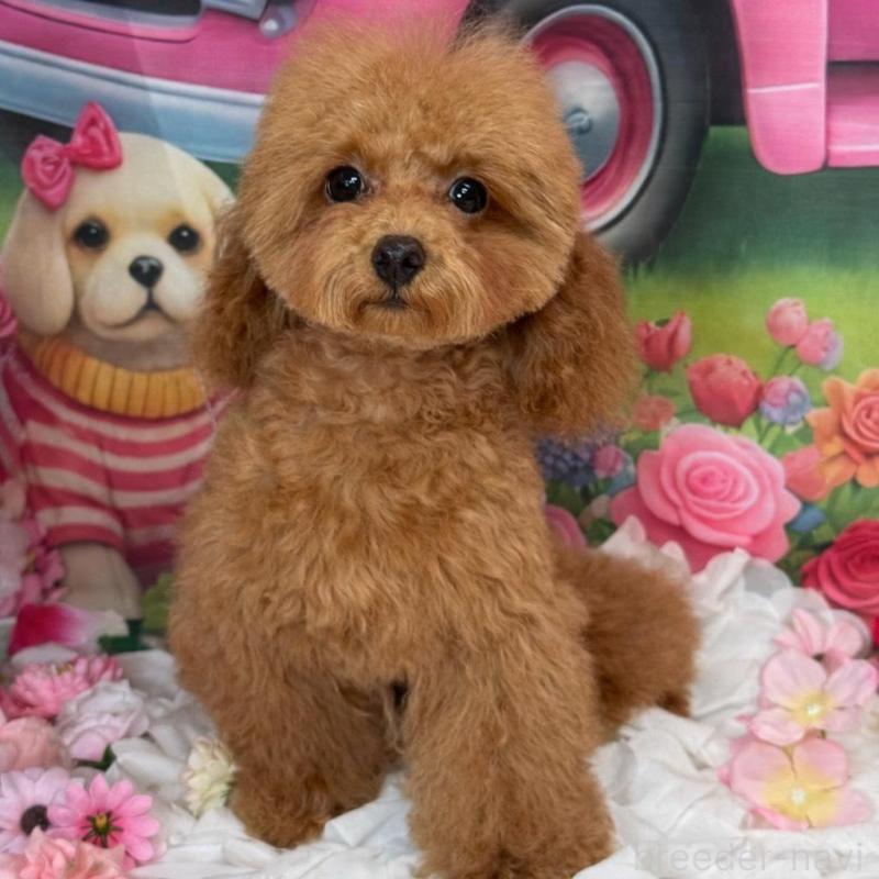 販売中の広島県のトイプードル-422709