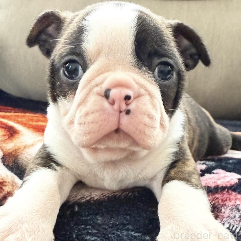 販売中の埼玉県のボストンテリア-448678の1枚目