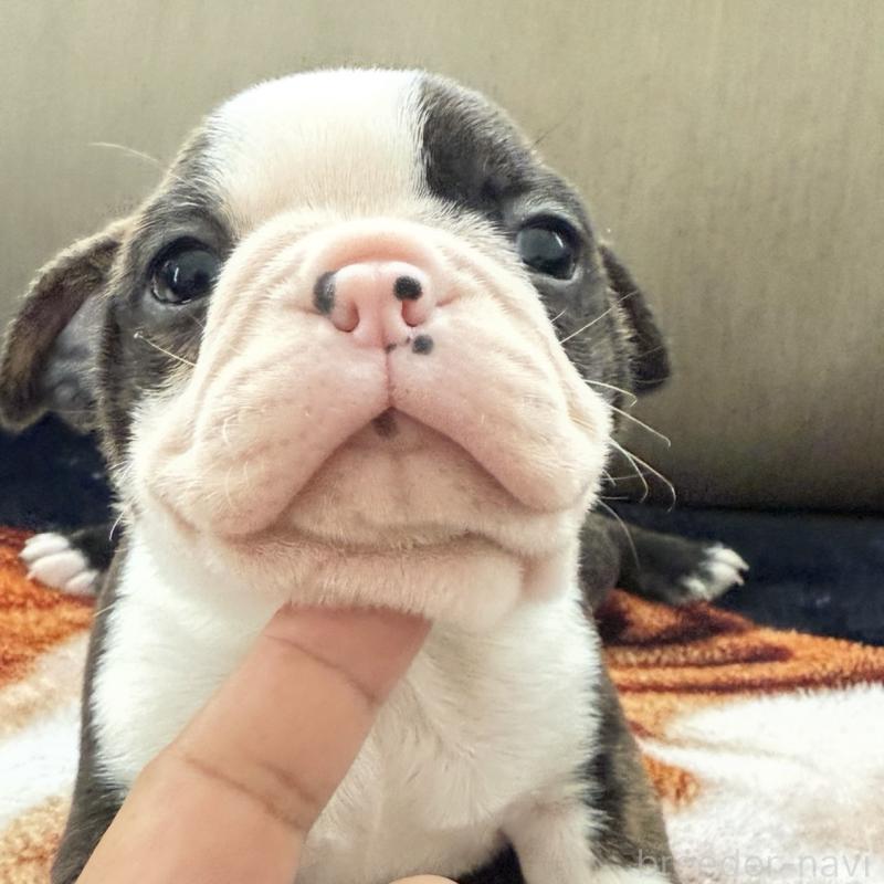 販売中の埼玉県のボストンテリア-448678の8枚目