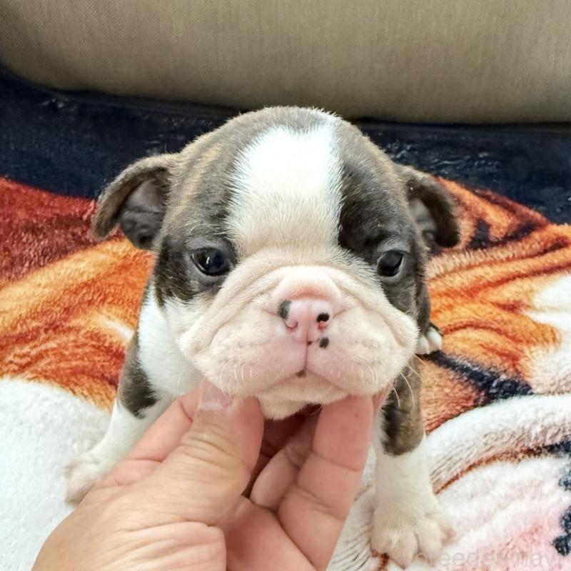 販売中の埼玉県のボストンテリア-448678の7枚目