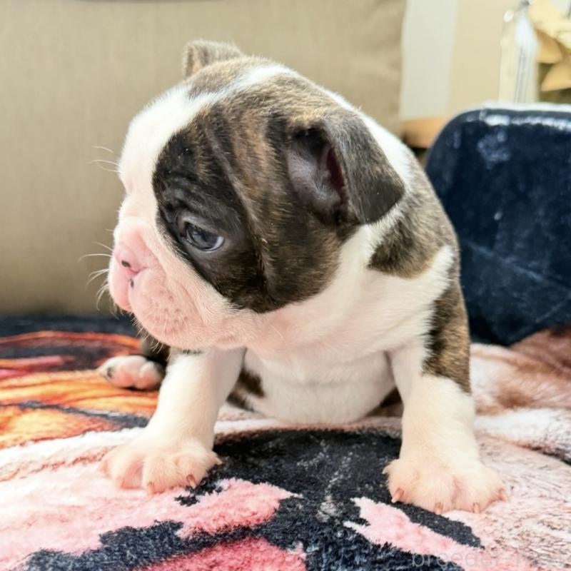 販売中の埼玉県のボストンテリア-448678の6枚目