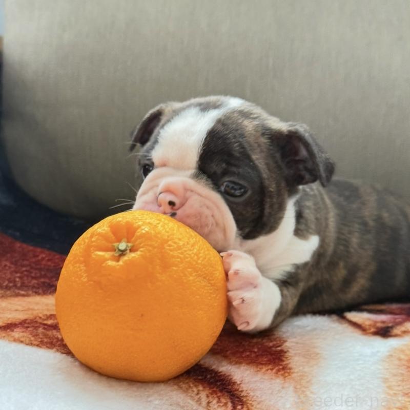 販売中の埼玉県のボストンテリア-448678の5枚目