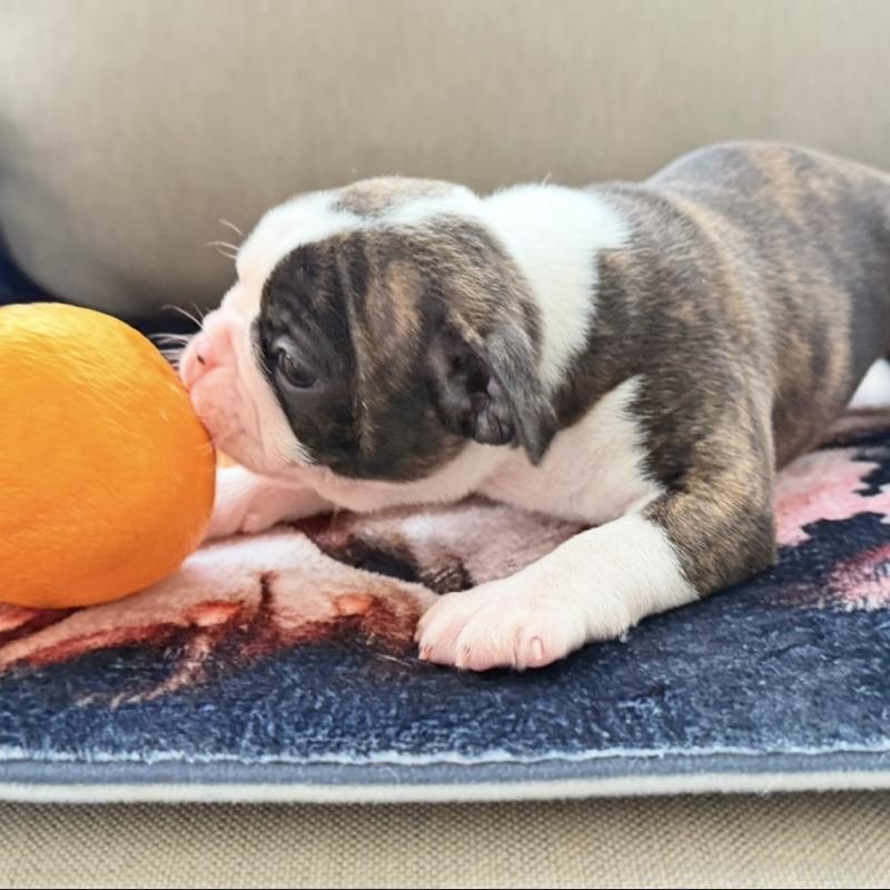 販売中の埼玉県のボストンテリア-448678の3枚目