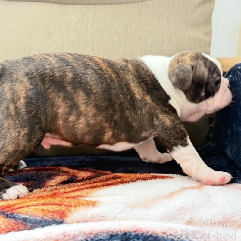 販売中の埼玉県のボストンテリア-448678の2枚目