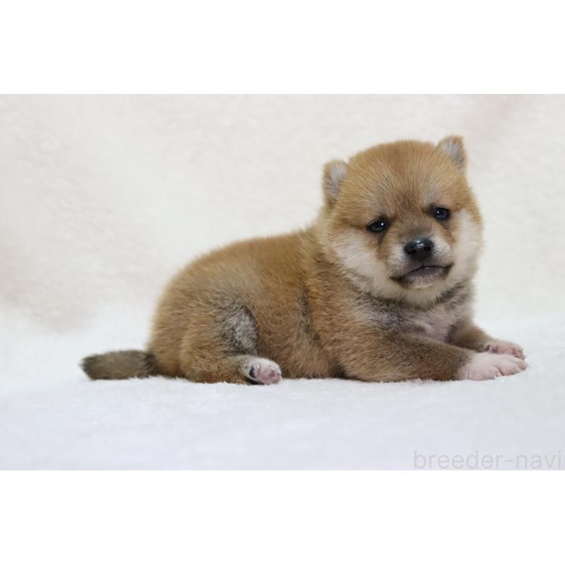 販売中の滋賀県の柴犬-448669の7枚目