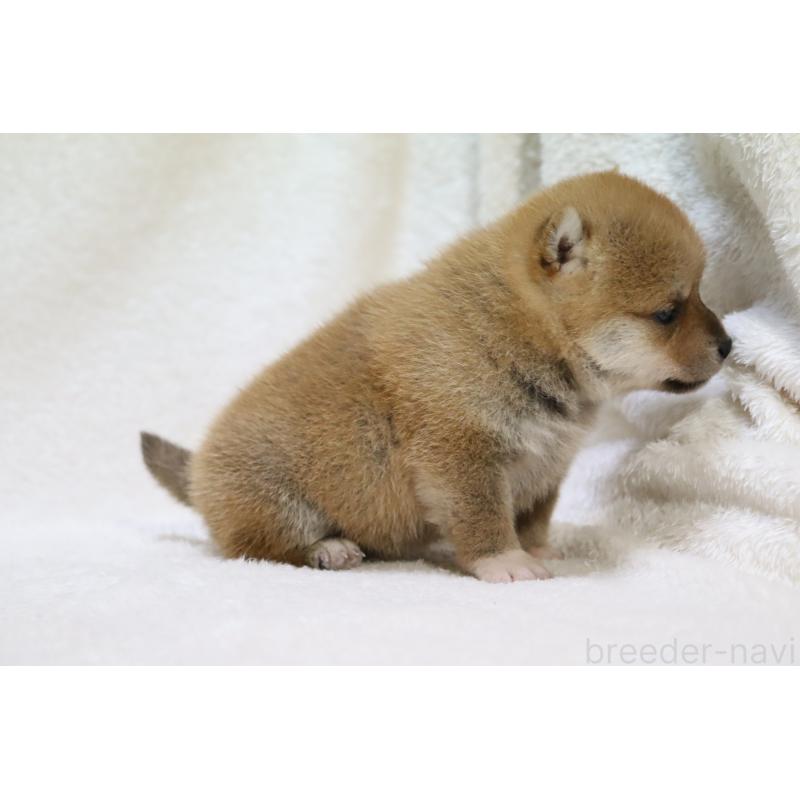 販売中の滋賀県の柴犬-448669の6枚目