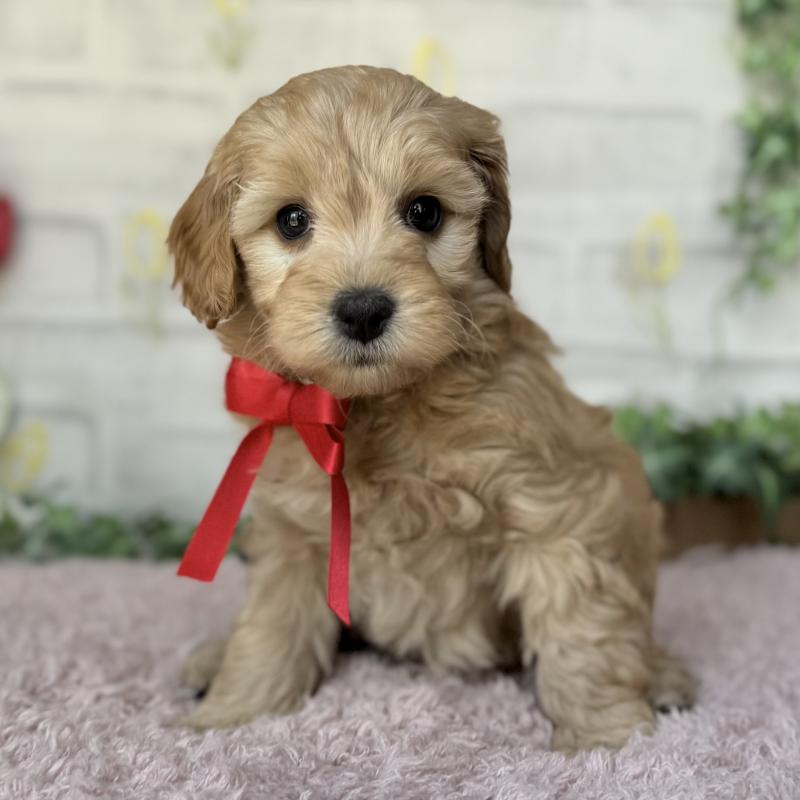 販売中の埼玉県のゴールデンドゥードル:ゴールデンレトリーバー×プードル-448670の12枚目