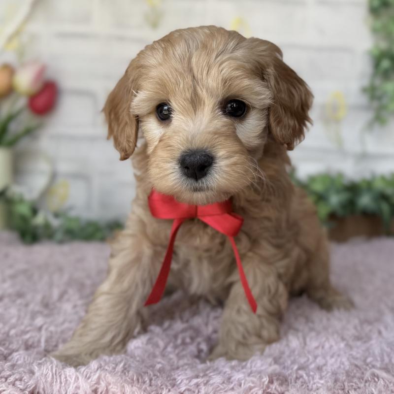 販売中の埼玉県のゴールデンドゥードル:ゴールデンレトリーバー×プードル-448670の11枚目