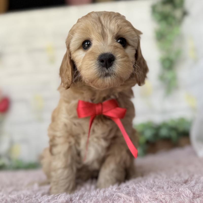 販売中の埼玉県のゴールデンドゥードル:ゴールデンレトリーバー×プードル-448670の9枚目