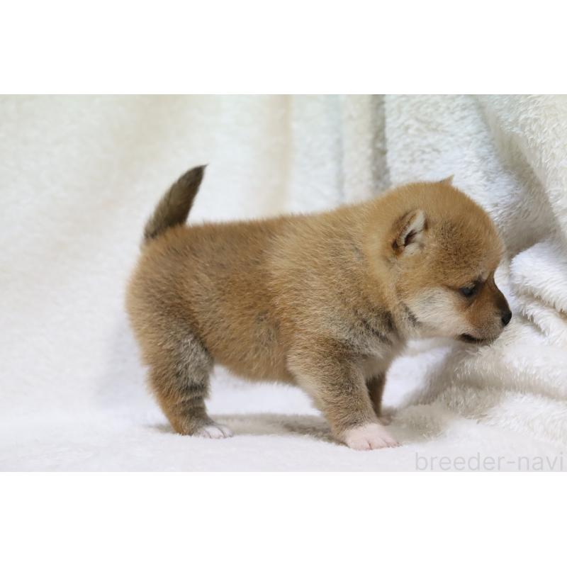 販売中の滋賀県の柴犬-448669の5枚目