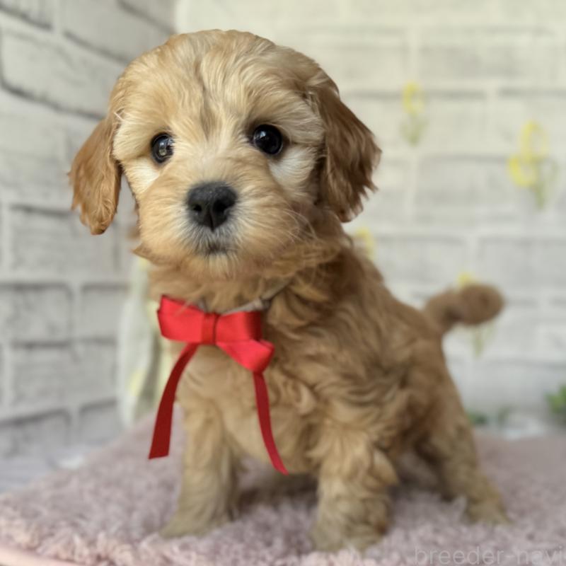 販売中の埼玉県のゴールデンドゥードル:ゴールデンレトリーバー×プードル-448670の8枚目