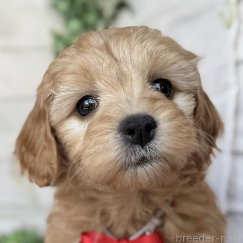 販売中の埼玉県のゴールデンドゥードル:ゴールデンレトリーバー×プードル-448670の1枚目