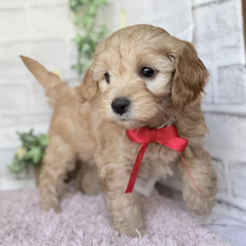 販売中の埼玉県のゴールデンドゥードル:ゴールデンレトリーバー×プードル-448670の7枚目