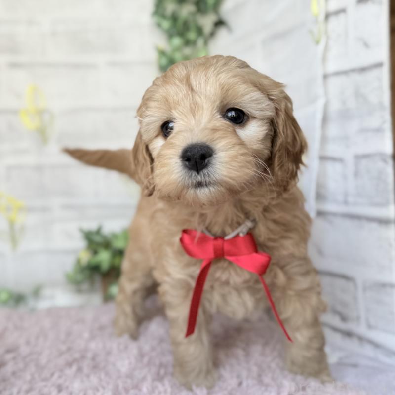 販売中の埼玉県のゴールデンドゥードル:ゴールデンレトリーバー×プードル-448670の6枚目