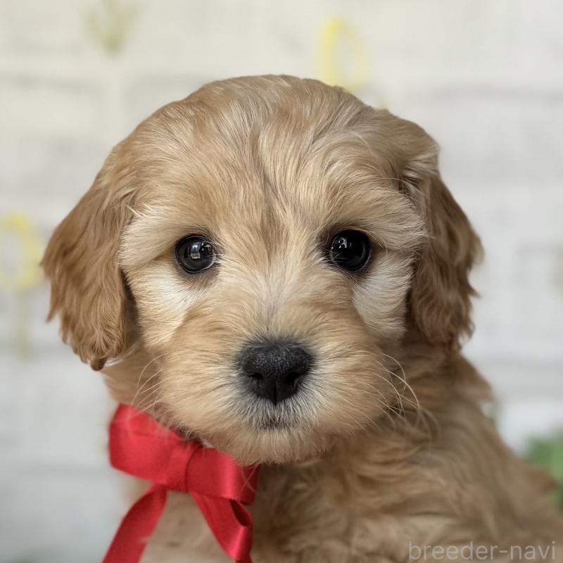 販売中の埼玉県のゴールデンドゥードル:ゴールデンレトリーバー×プードル-448670の5枚目