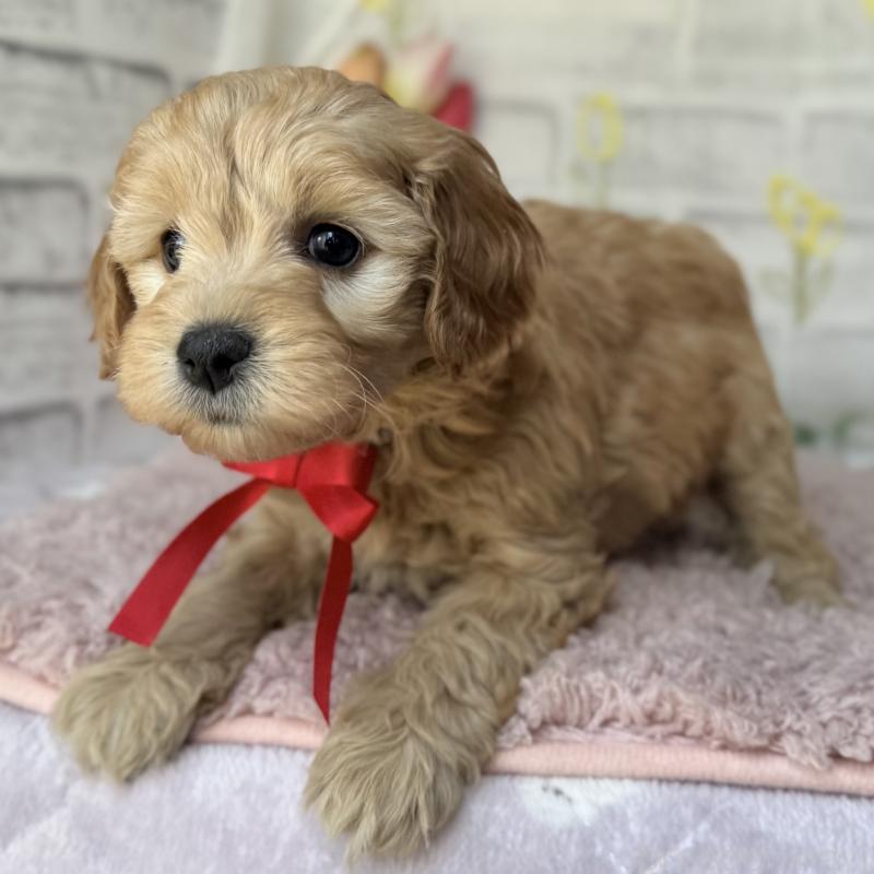 販売中の埼玉県のゴールデンドゥードル:ゴールデンレトリーバー×プードル-448670の4枚目