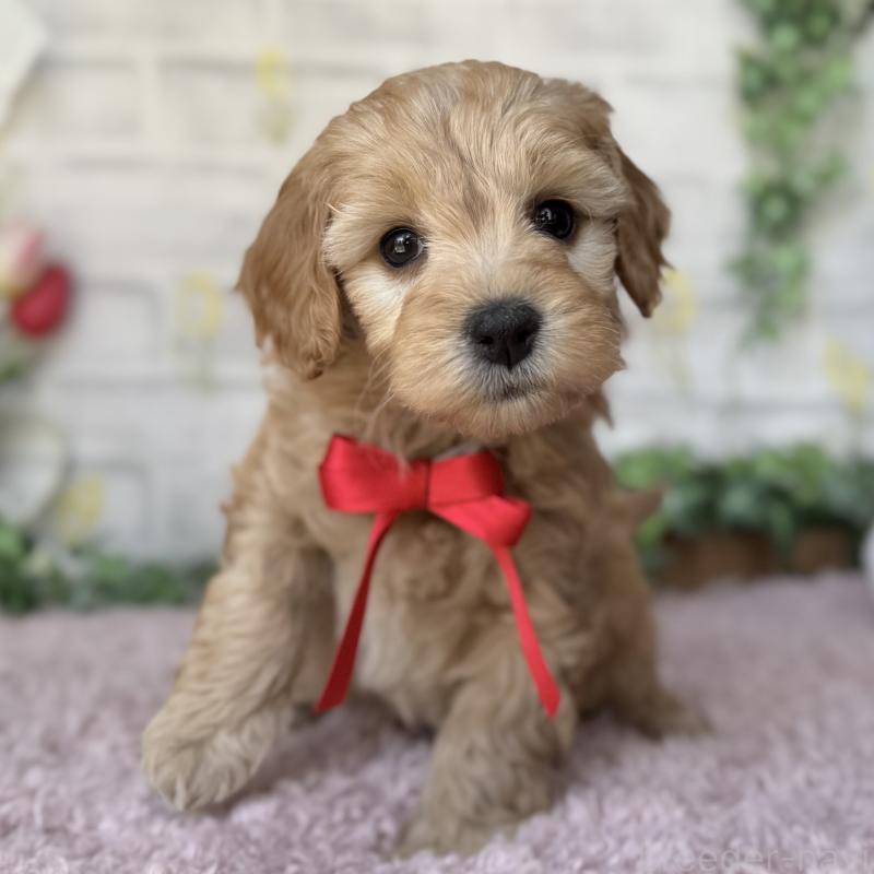 販売中の埼玉県のゴールデンドゥードル:ゴールデンレトリーバー×プードル-448670の2枚目