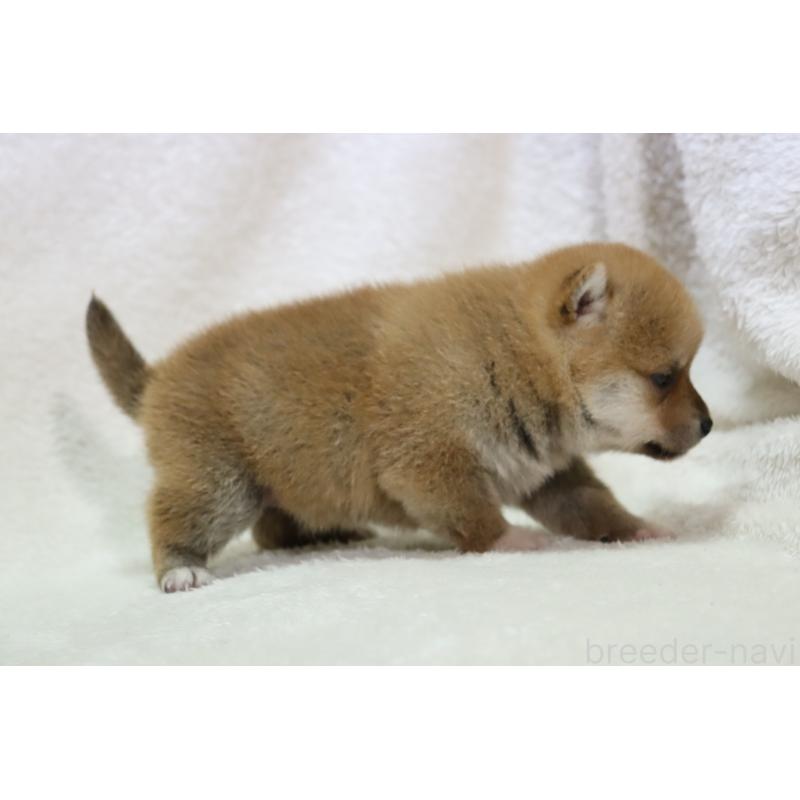 販売中の滋賀県の柴犬-448669の3枚目