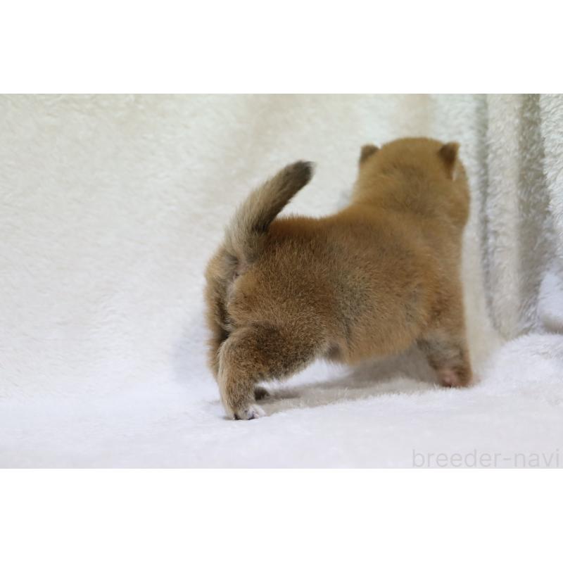 販売中の滋賀県の柴犬-448669の2枚目