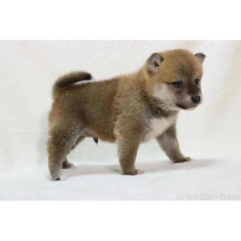 販売中の滋賀県の柴犬-448671の3枚目