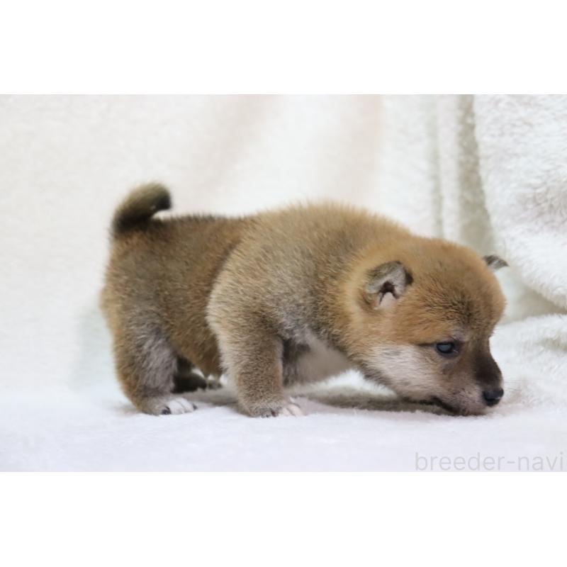 販売中の滋賀県の柴犬-448671の2枚目