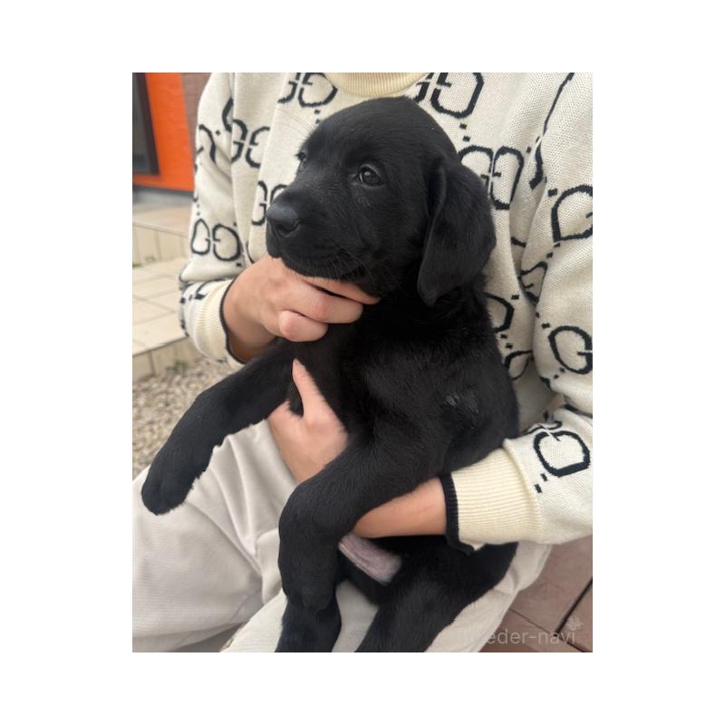 販売中の愛知県のラブラドールレトリーバー-448672の1枚目