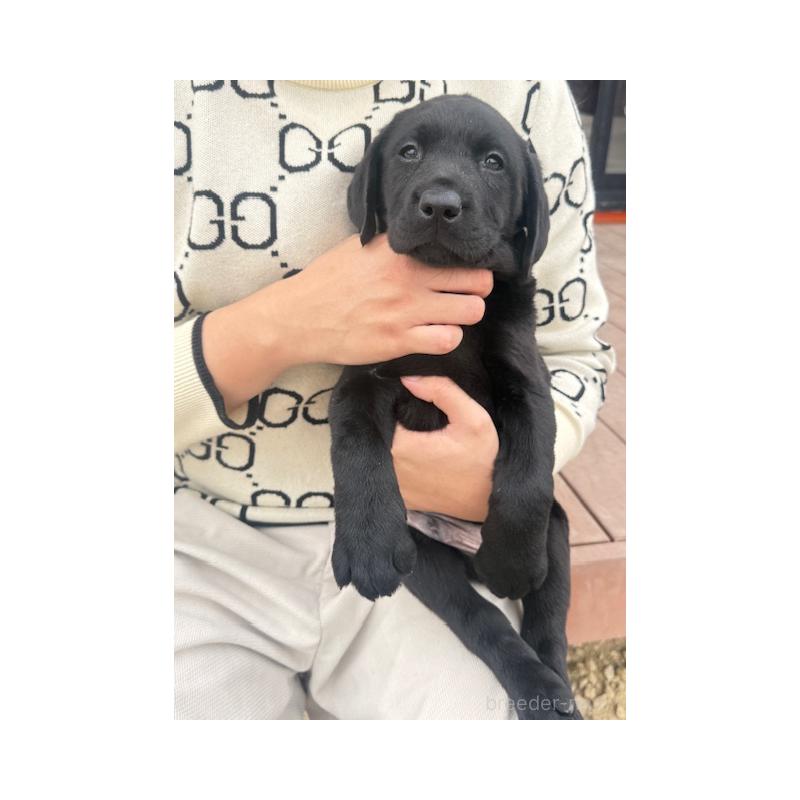 販売中の愛知県のラブラドールレトリーバー-448672の5枚目