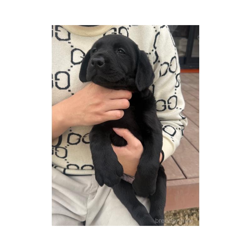 販売中の愛知県のラブラドールレトリーバー-448672の4枚目