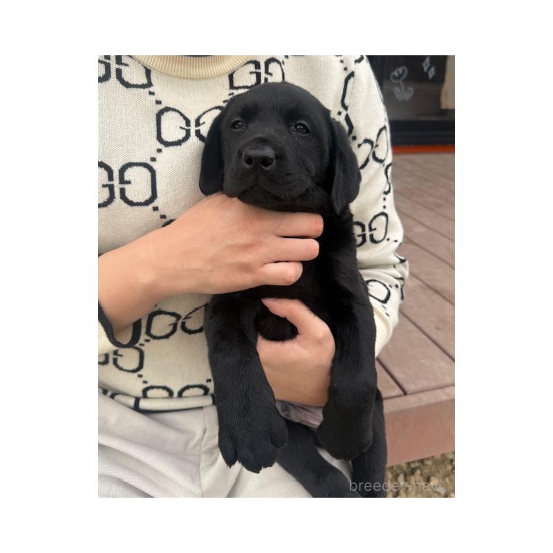 販売中の愛知県のラブラドールレトリーバー-448672の3枚目