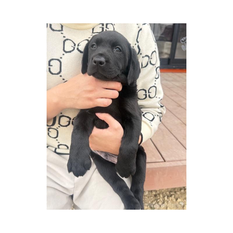 販売中の愛知県のラブラドールレトリーバー-448672の2枚目