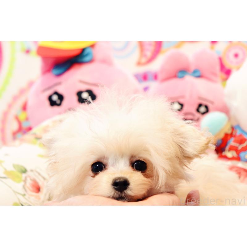 販売中の宮城県のチワプー:チワワ×トイプードル-437174