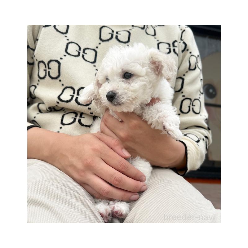 販売中の愛知県のビションフリーゼ-448673の6枚目