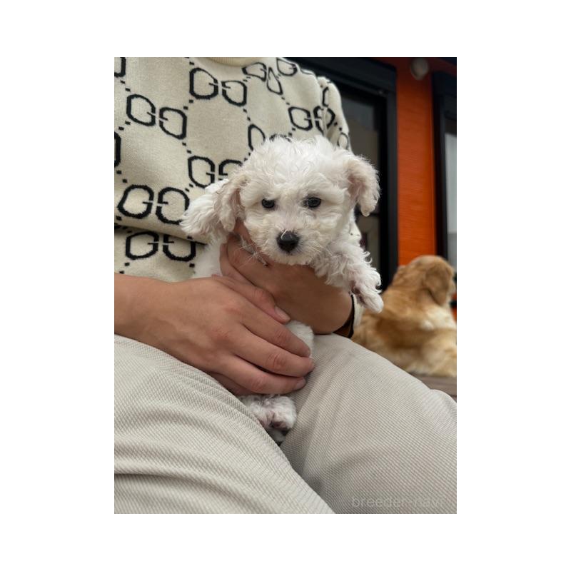 販売中の愛知県のビションフリーゼ-448673の5枚目