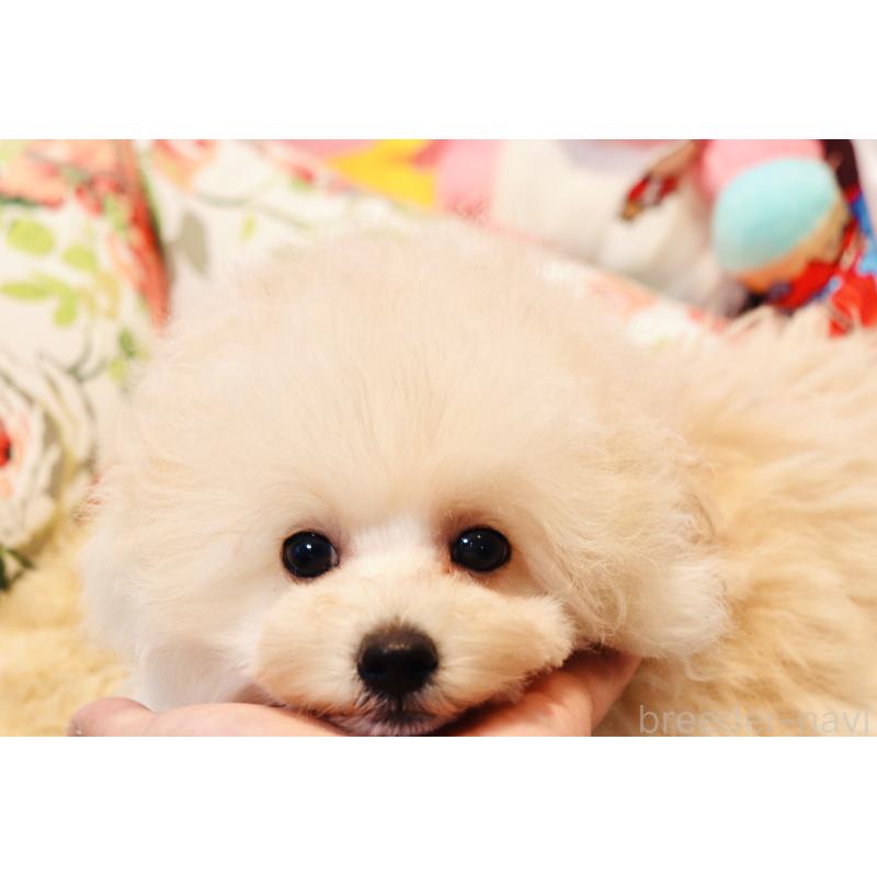 販売中の宮城県のミックス犬-435808