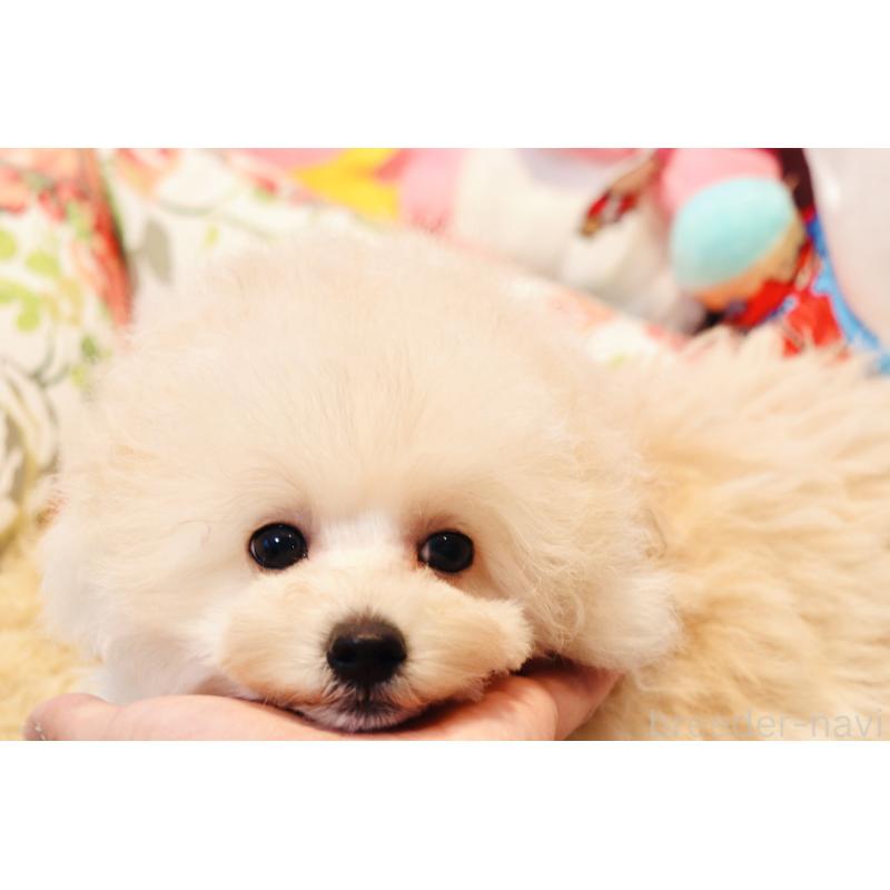 販売中の宮城県のチワプー:チワワ×トイプードル-435808の6枚目