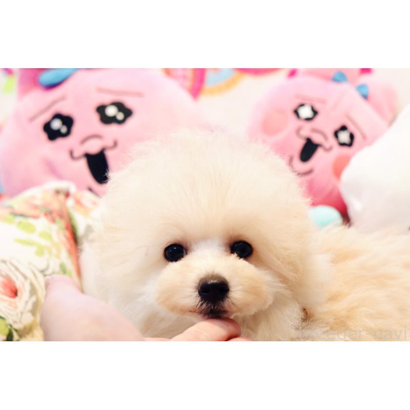 販売中の宮城県のチワプー:チワワ×トイプードル-435808の5枚目