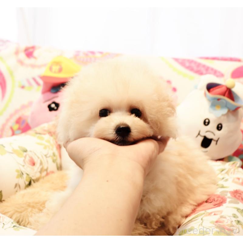 販売中の宮城県のチワプー:チワワ×トイプードル-435808の4枚目