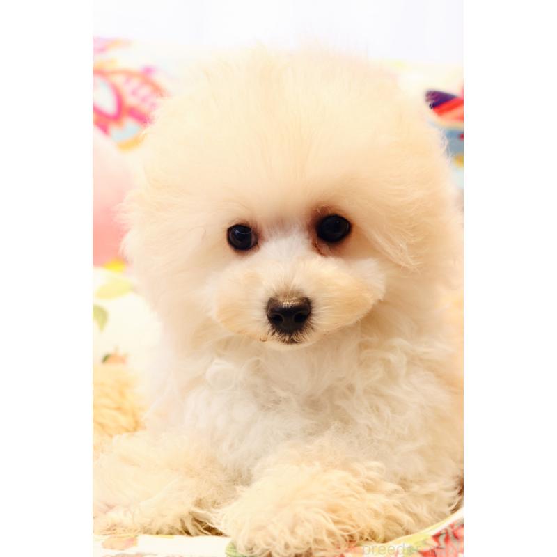 販売中の宮城県のチワプー:チワワ×トイプードル-435808の2枚目