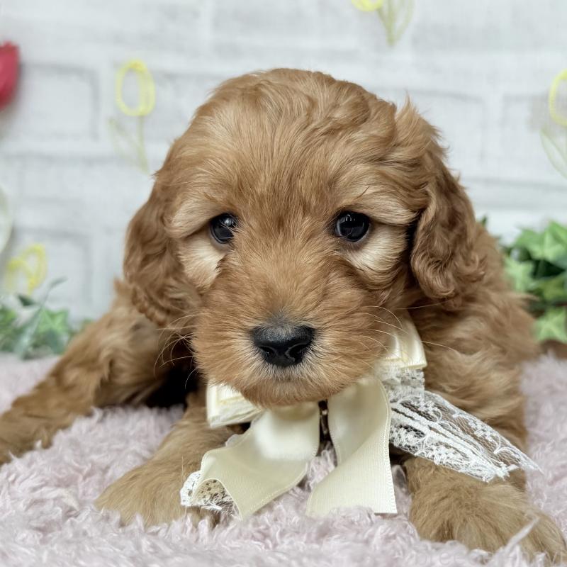 販売中の埼玉県のゴールデンドゥードル:ゴールデンレトリーバー×プードル-448674