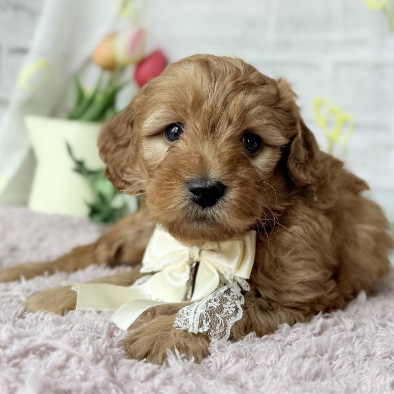 販売中の埼玉県のゴールデンドゥードル:ゴールデンレトリーバー×プードル-448674の13枚目