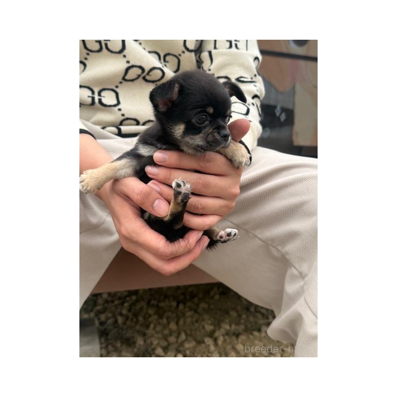 販売中の愛知県のチワワ(スムースコート)-448676の1枚目