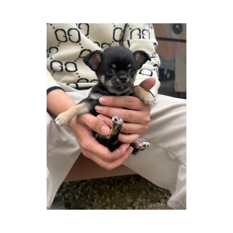 販売中の愛知県のチワワ(スムースコート)-448676の6枚目