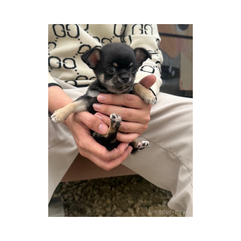 販売中の愛知県のチワワ(スムースコート)-448676の5枚目