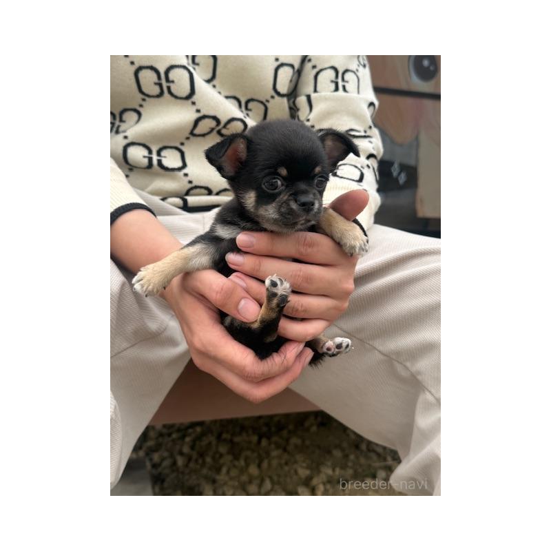 販売中の愛知県のチワワ(スムースコート)-448676の3枚目