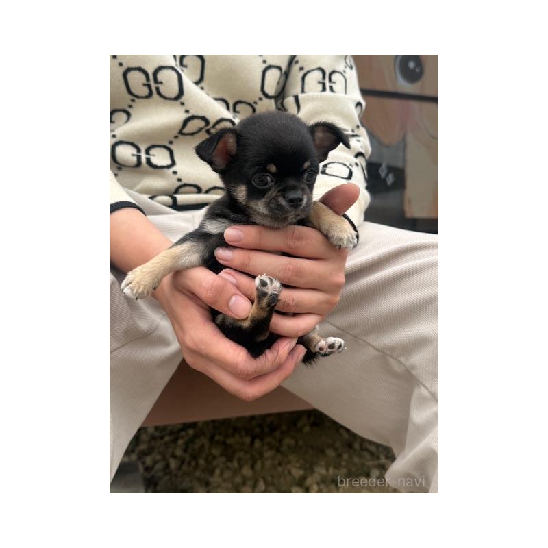 販売中の愛知県のチワワ(スムースコート)-448676の4枚目